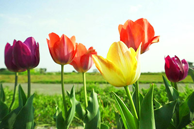 MUSIC ZOO �A�g���G �f�U�C���������B�� �� HP����B����� ���Ð� �K�[�f�� �`���[���b�v